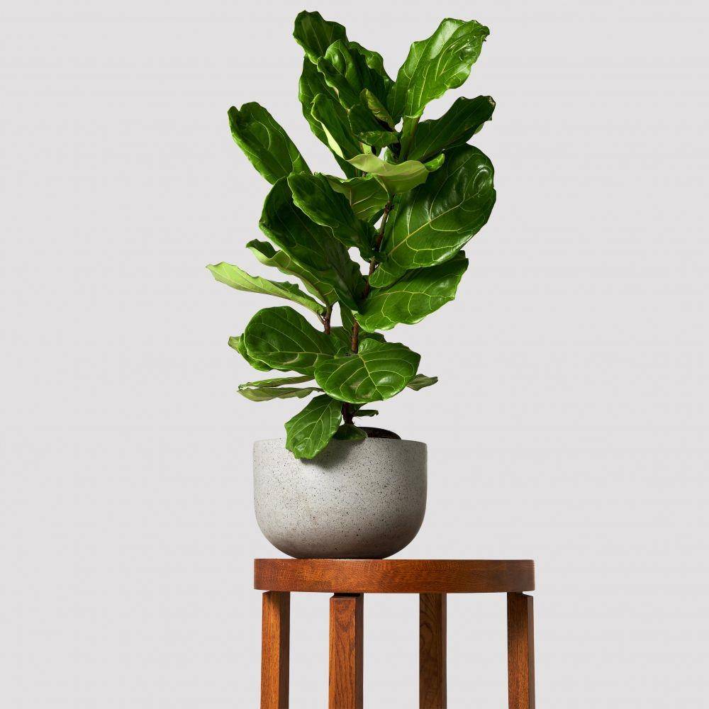 theplantpeople.com.au