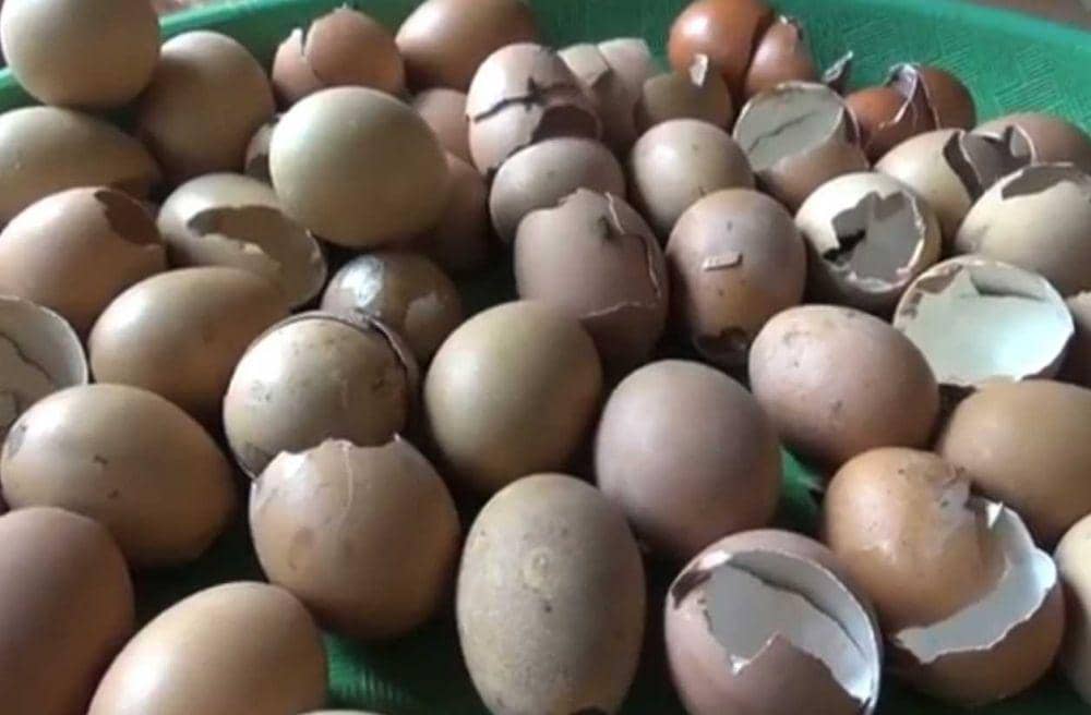 Cangkang telur. Dok. IDN Times/Istimewa