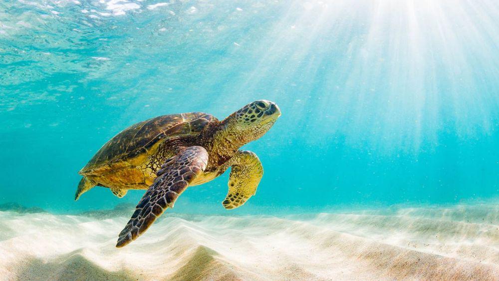 9 Potret Hewan dengan Latar Pemandangan Alam yang Indah, Menakjubkan!
