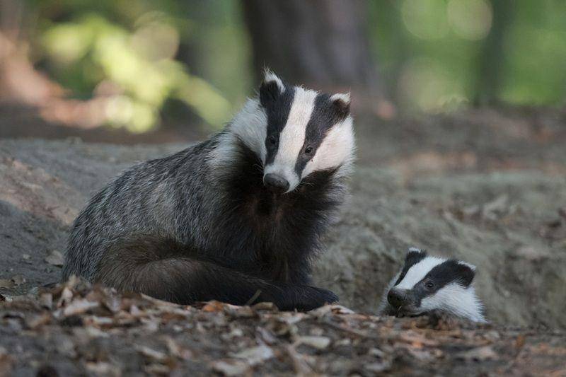 ukwildlifecameras.co.uk