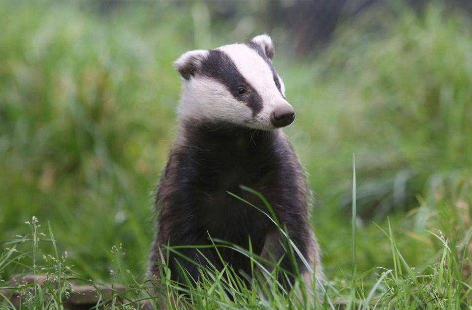 animalspot.net