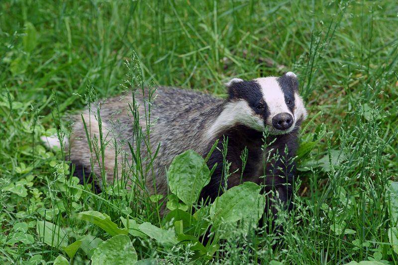 ilustrasi European Badger (commons.wikimedia.org)