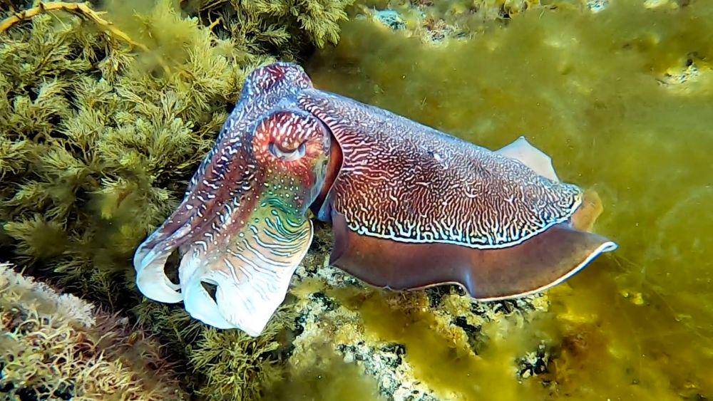 sharkcagediving.com.au