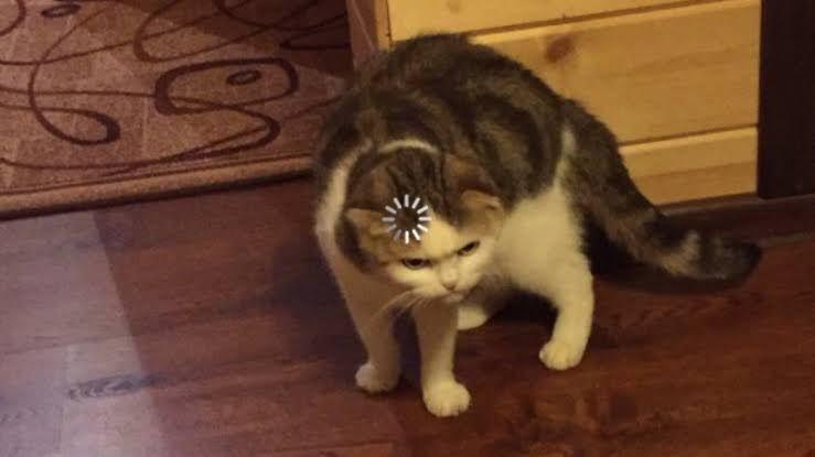 9 Ekspresi Kucing Ini Langsung Bikin Ngakak, Gak Terkontrol Banget!