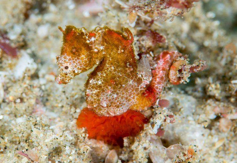 reefbuilders.com