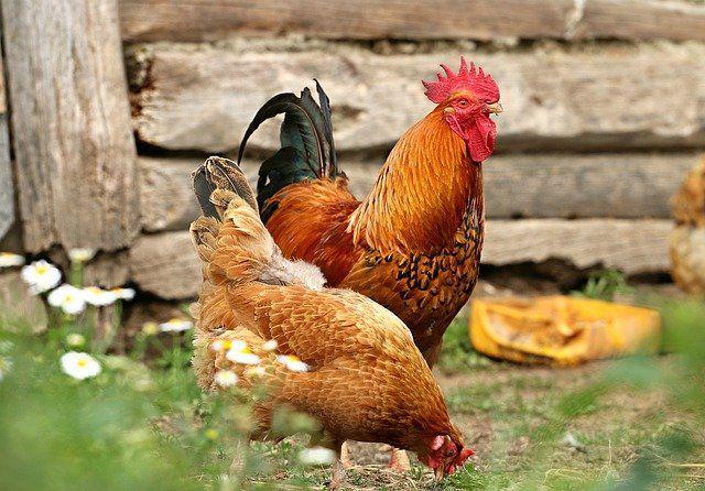 12 Sebutan Suara Hewan dalam Bahasa Sunda, Suara Ayam Disebut Apa ya?