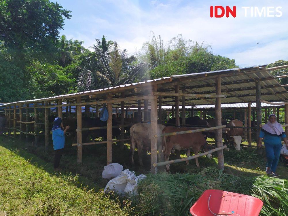 Takut Produktivitas Turun, Puluhan Sapi di KRB Merapi Belum Dievakuasi