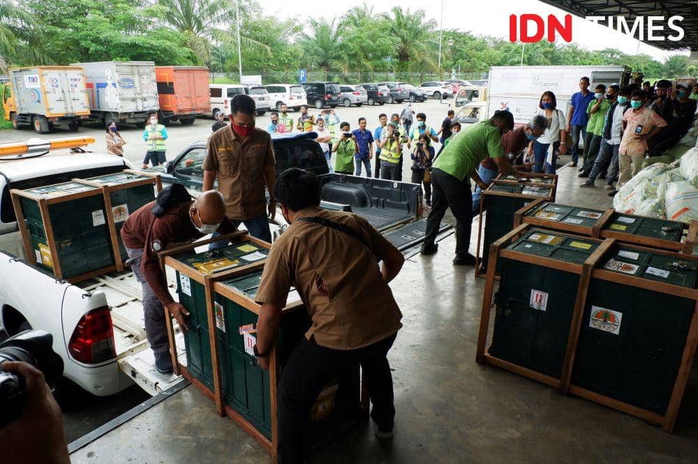 Petugas memindahkan kandang kargo berisi Orangutan Sumatra di Bandara Kualanamu, Deli Serdang, Jumat (18/12/2020). (IDN Times/Prayugo Utomo)