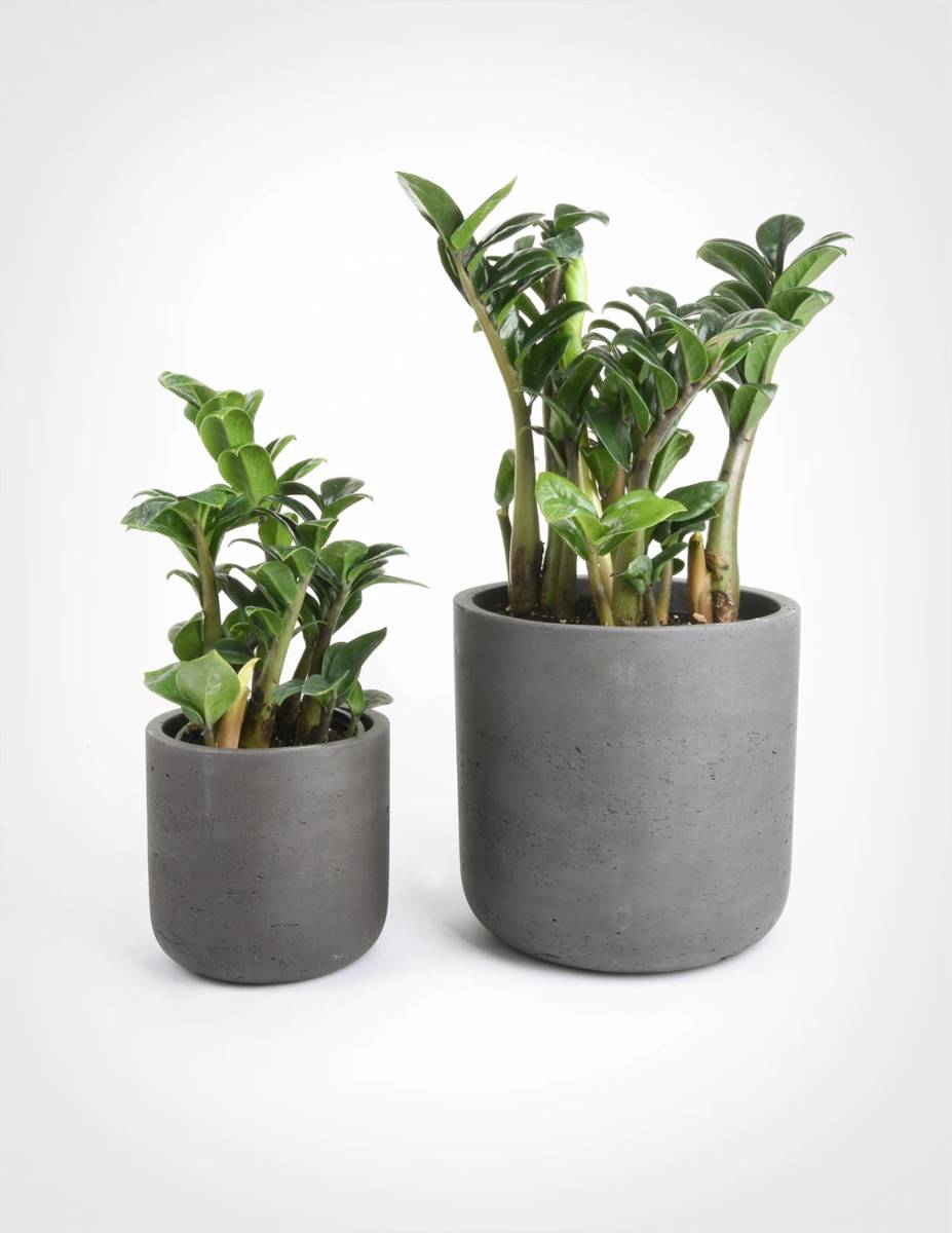 pistilsnursery.com
