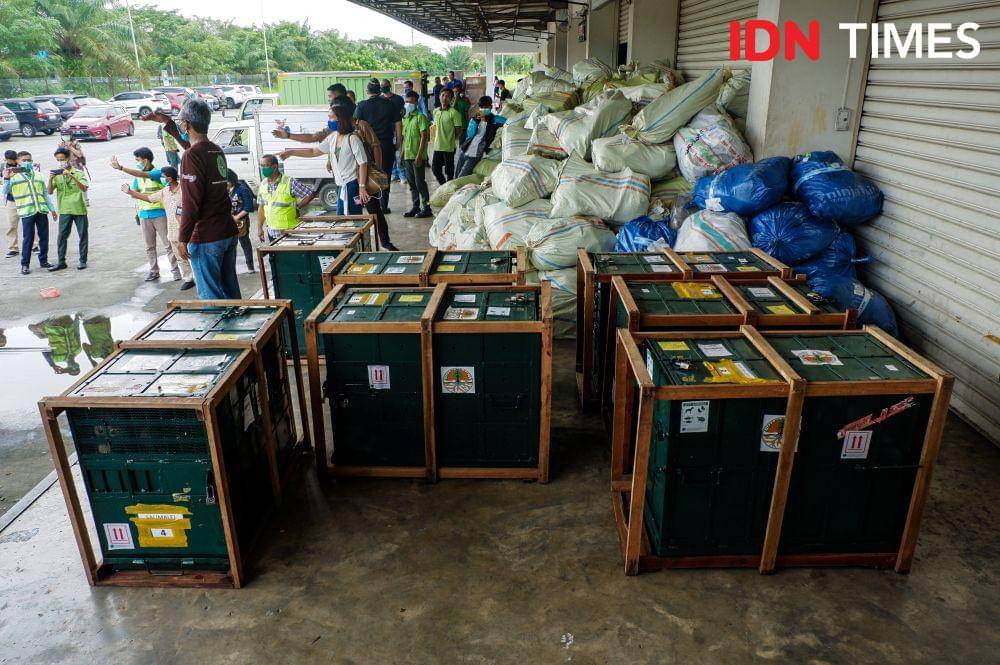 Kandang kargo yang berisi orangutan Sumatra hasil repatriasi dari Malaysia ke Indonesia. Mereka adalah korban dari perdagangan satwa liar ilegal. (IDN Times/Prayugo Utomo)