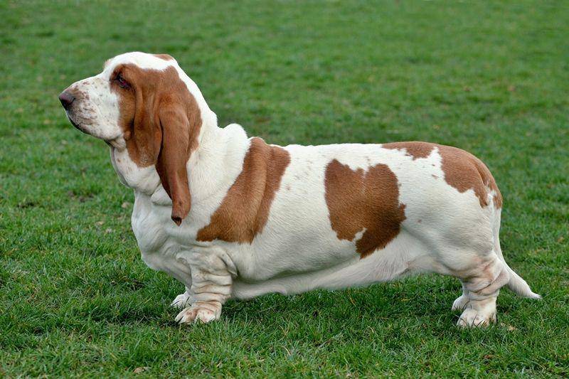 brit-petfood.com
