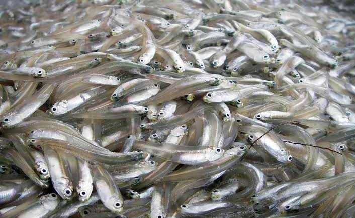chesapeakebay.net