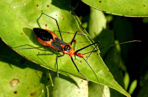 citybugs.tamu.edu