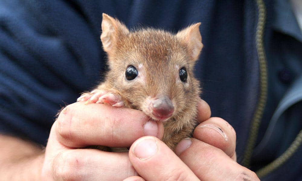 wwf.org.au