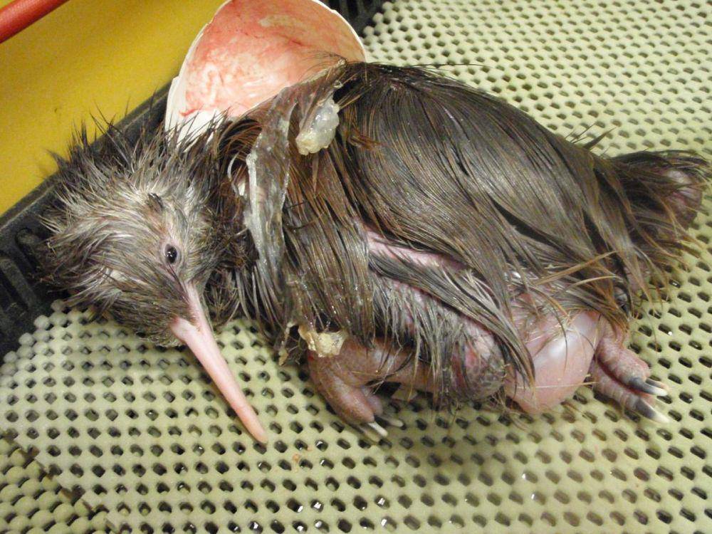 nzbirdsonline.org