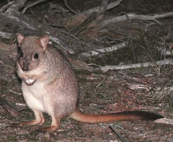 sharkbay.org
