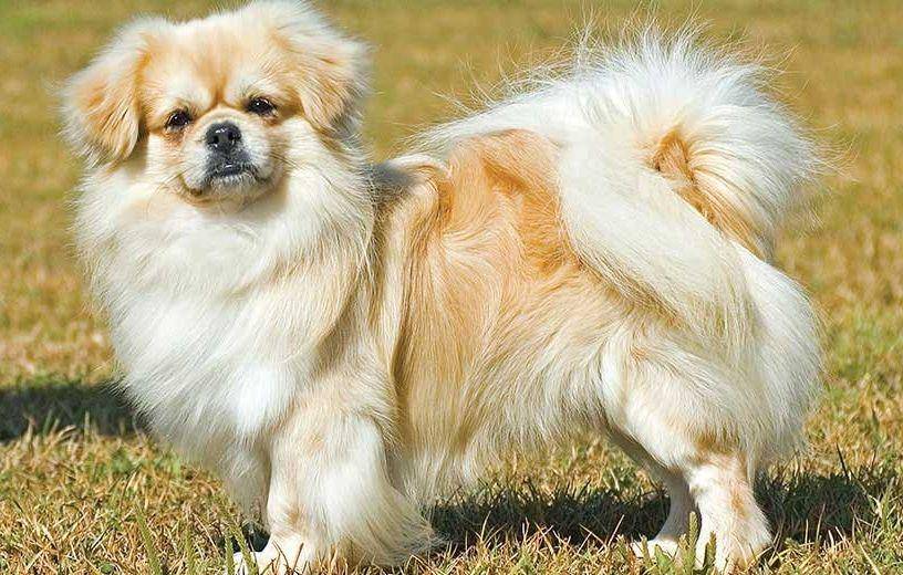 petfinder.com