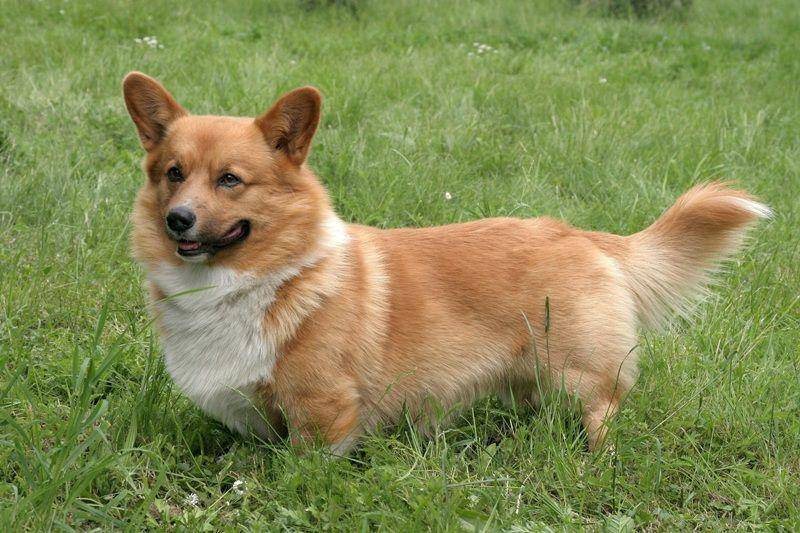 brit-petfood.com