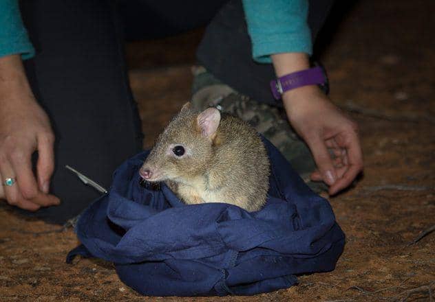 Australianwildlife.org/Brad Leue /AWC