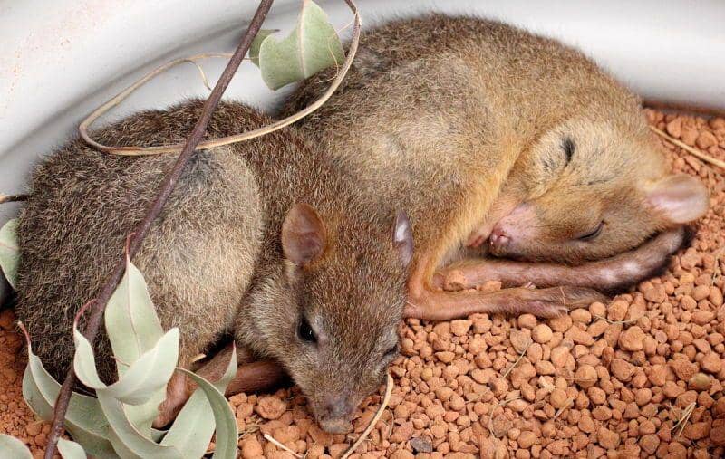 6 Fakta Woylie, Hewan Mungil dari Australia yang Bertubuh Lincah