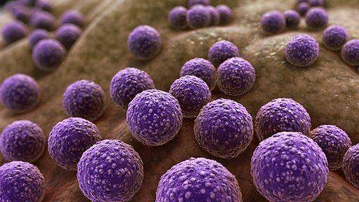 Staphylococcus aureus. microscropemaster.com