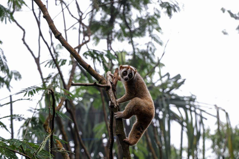 30 Ekor Kukang Jawa Kembali ke Habitat Aslinya di TNGHS