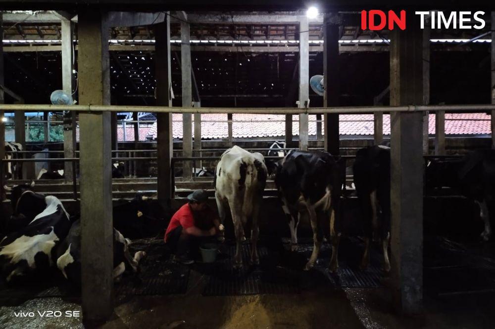 Produksi Susu di Jabar Masih Terdampak PMK, Penurunan Capai 40 Ton