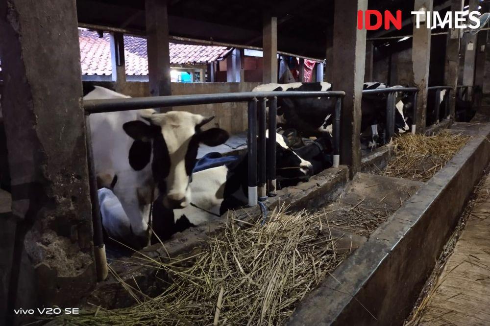 25 Ide Bisnis Ternak Hewan dengan Peluang Menjanjikan, Wajib Dicoba!