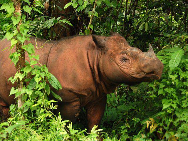 worldwildlife.org