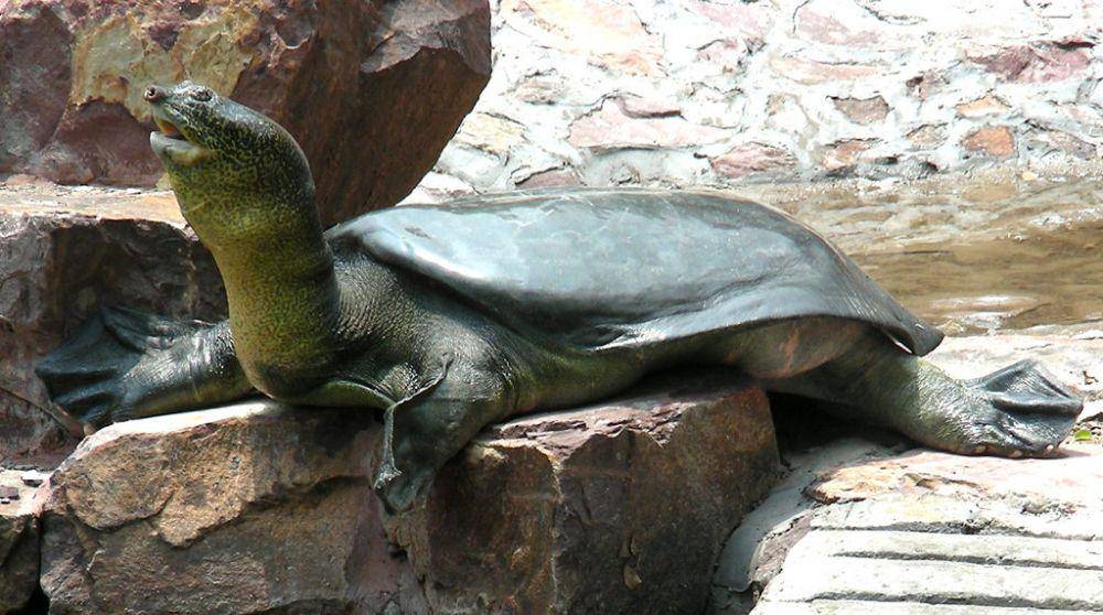 turtlesurvival.org