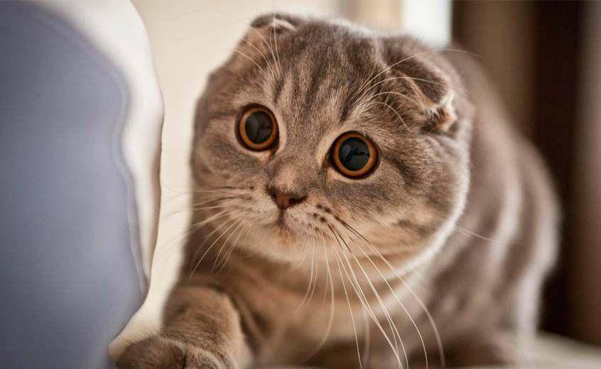 scottishfoldcats.net