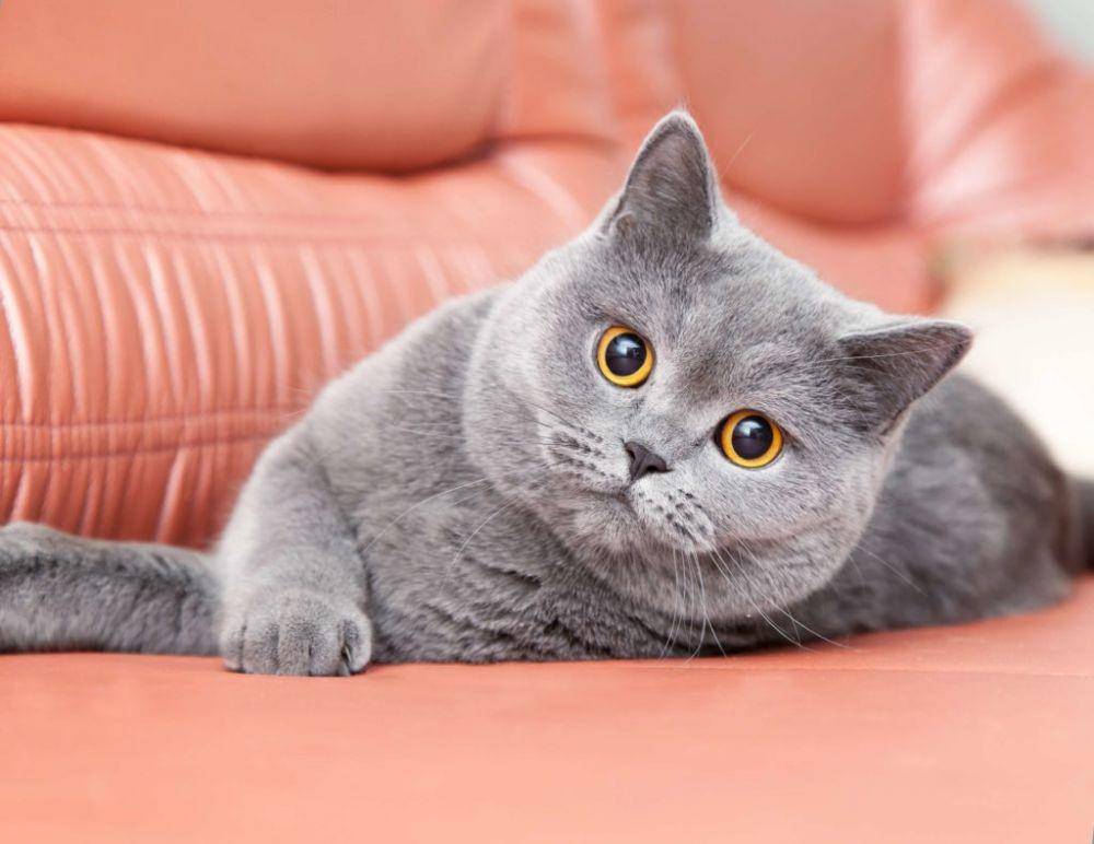 breedscat.com