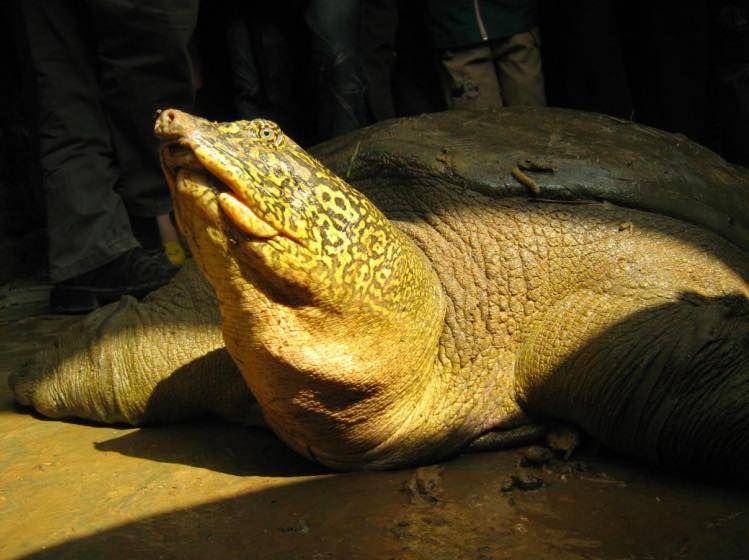 mongabay.com