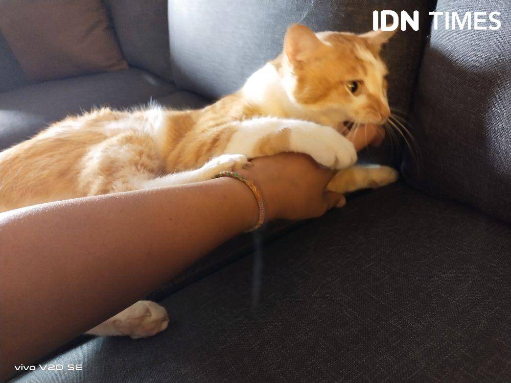 Ilustrasi digigit kucing. (IDN Times/Nurulia R. Fitri)