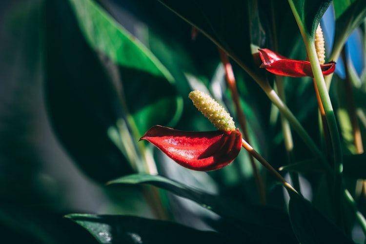 unsplash.com/lightsonfire