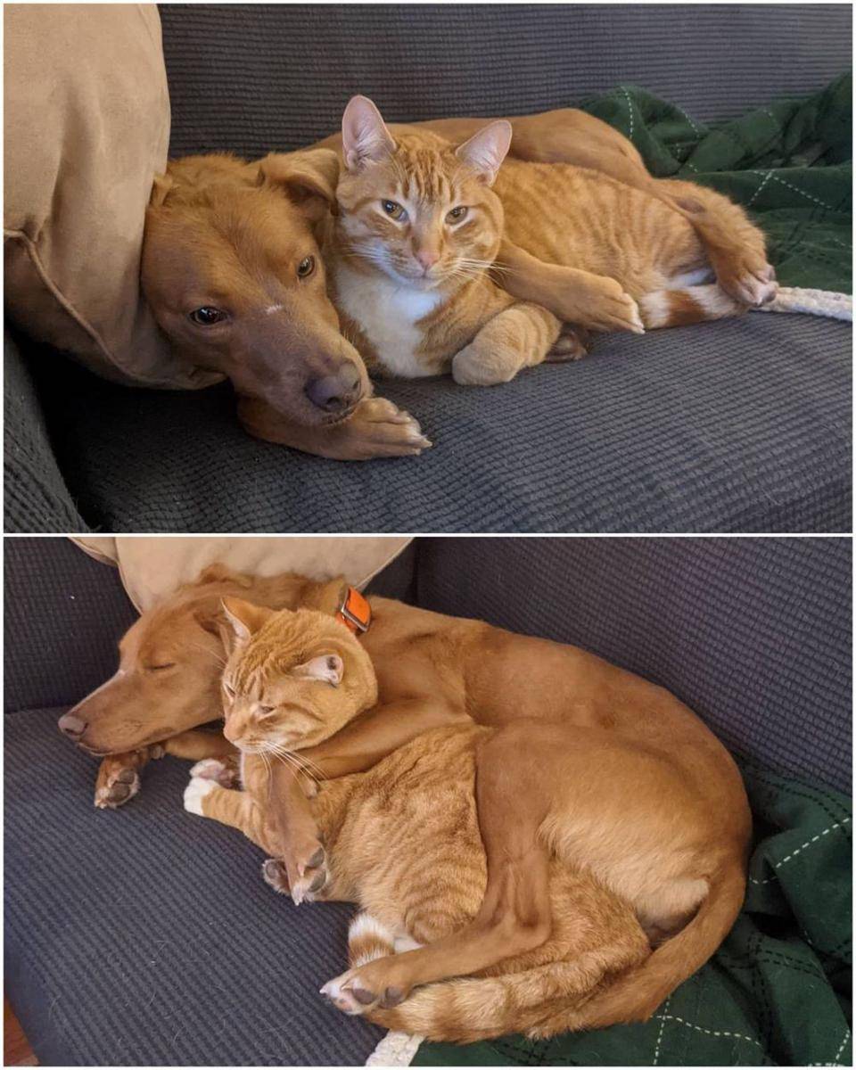 Instagram.com/ginger_cat_and_vizslas