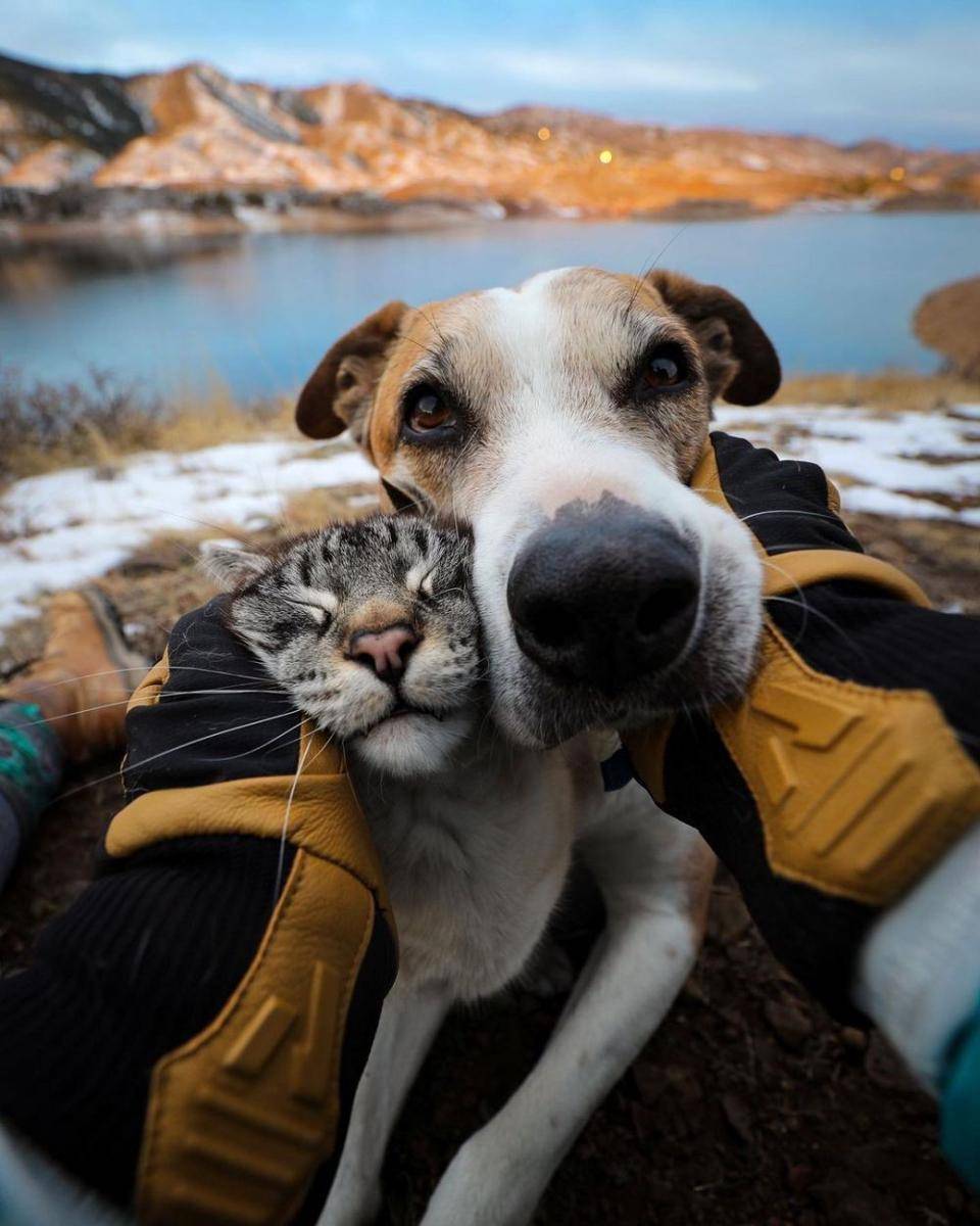 Instagram.com/henrythecoloradodog