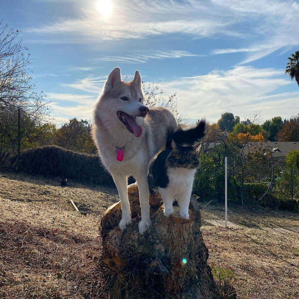 Instagram.com/lilothehusky