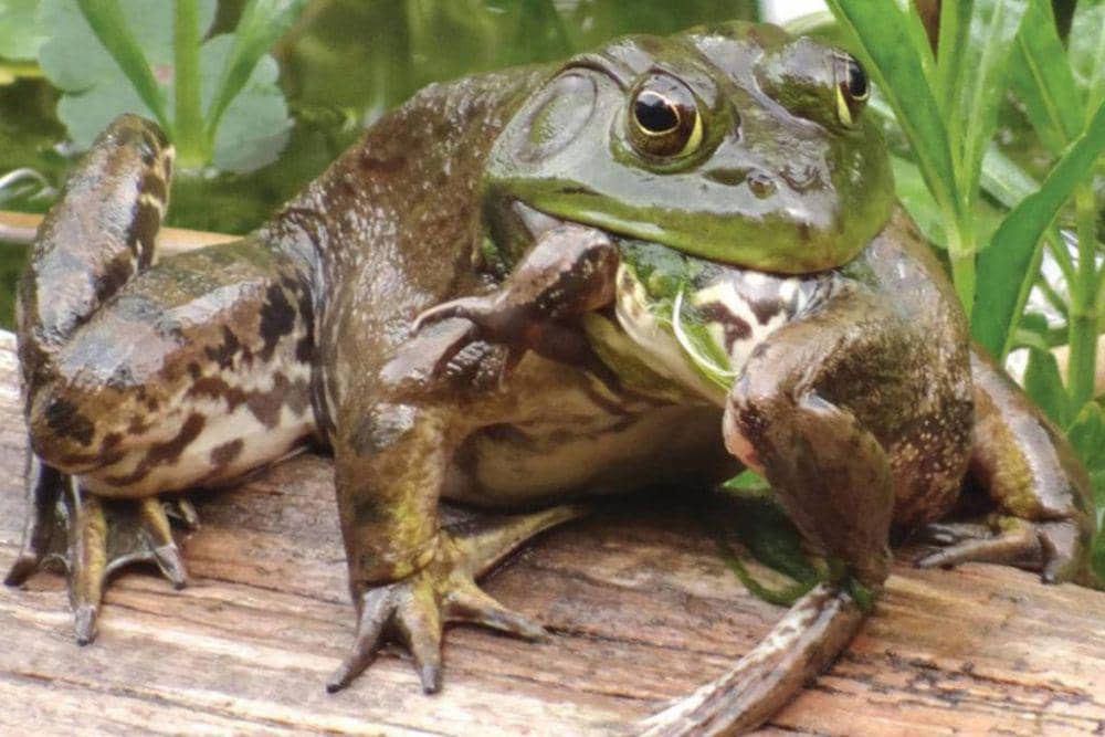 crestonvalleyadvance.ca