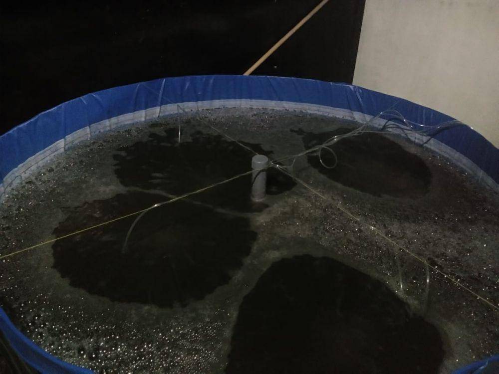 Pembersaran Ikan Lele dengan sistem bioflok