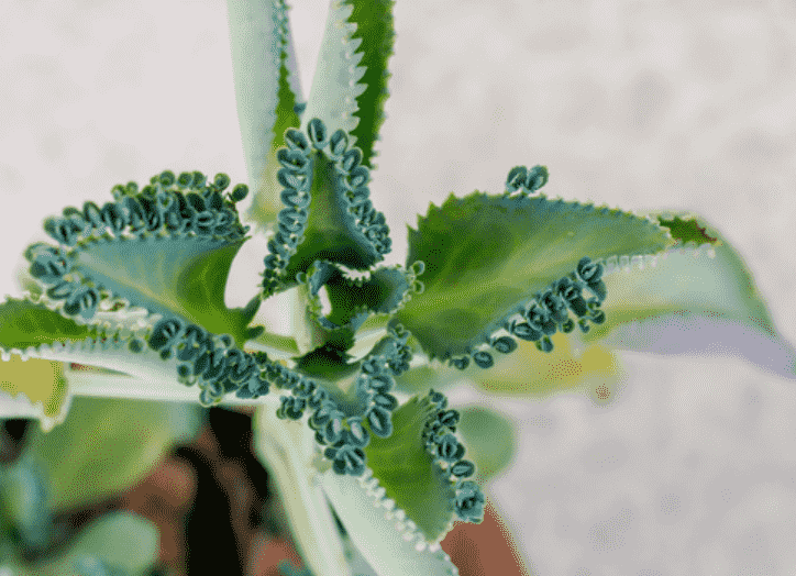 succulentsnetwork.com