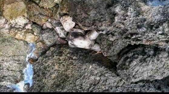 Korban laka laut Pantai Parangkusumo ditemukan di Pantai Malang Jawa Timur. IDN Times/Istimewa