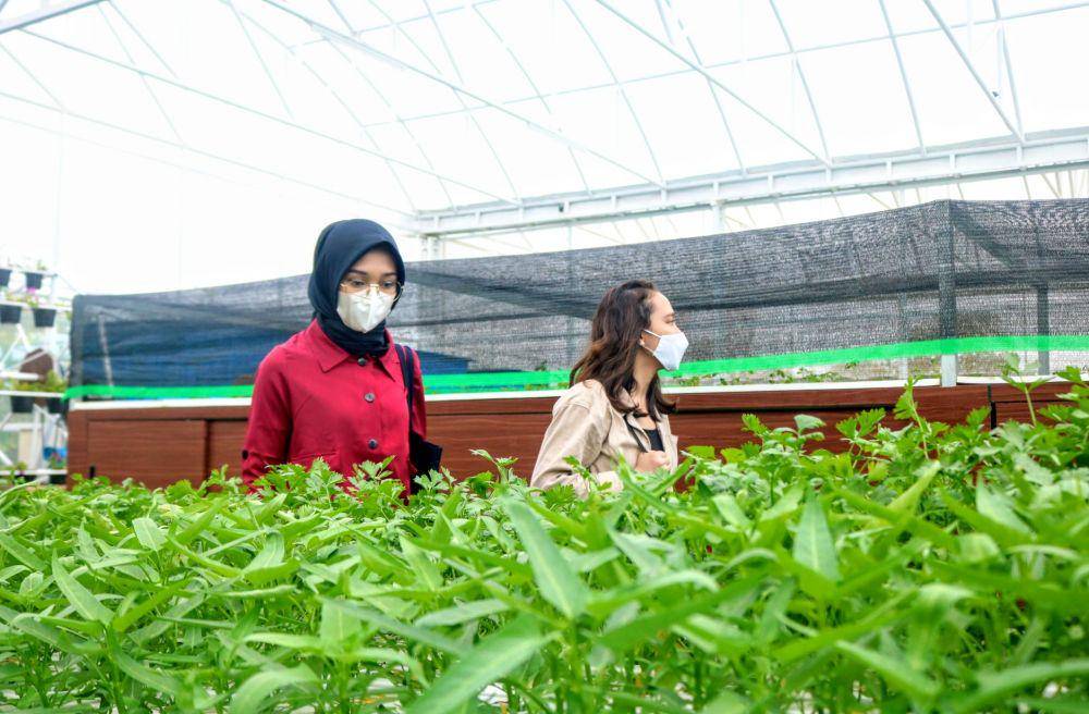 Kawasan green house di Batu Love Garden. IDN Times/Alfi Ramadana