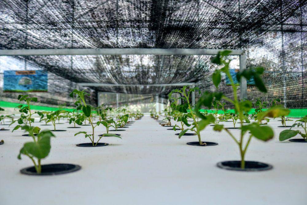 Proses penanaman bibit sayuran di area green house Baloga. IDN Times/Alfi Ramadana
