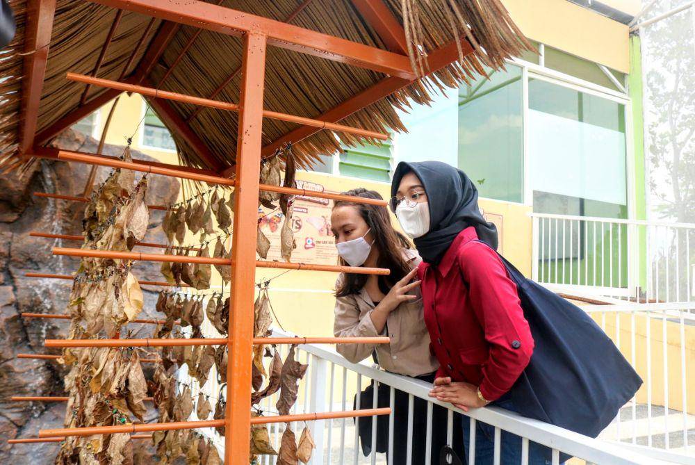Pengunjung sedang melihat berbagai jenis kepompong di Baloga. IDN Times/Alfi Ramadana