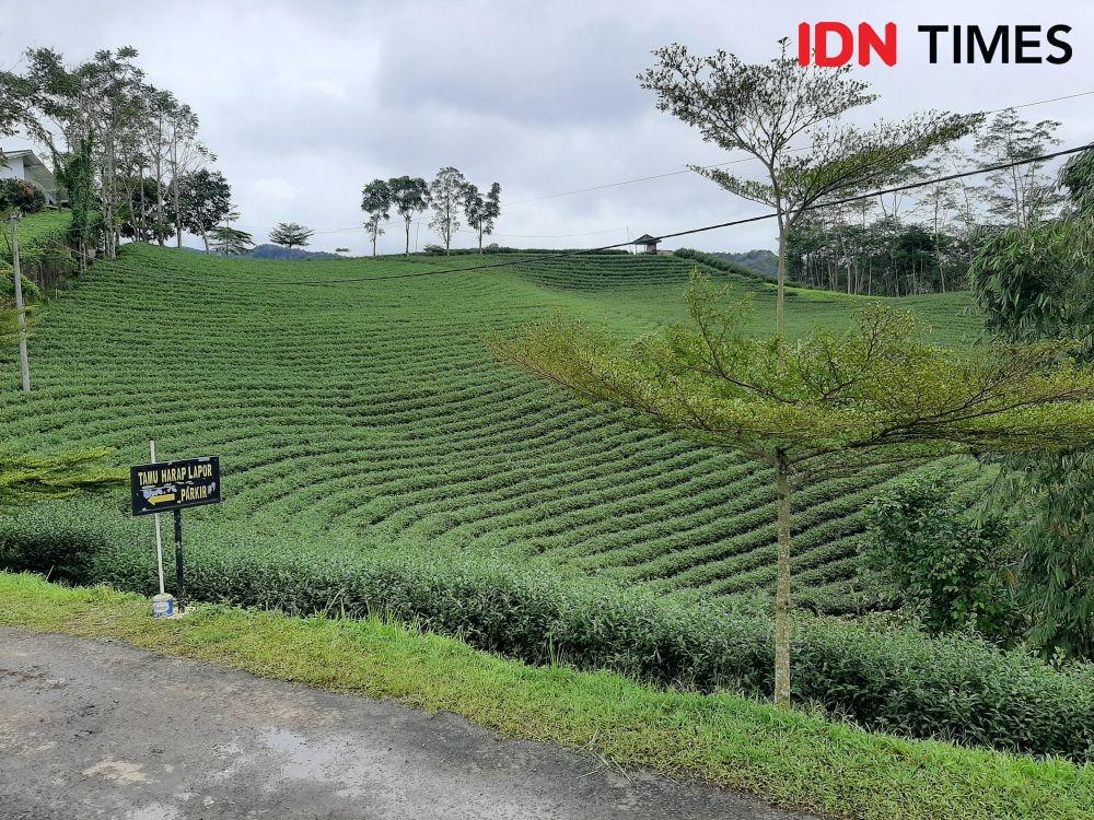 Mengenal Teh Kelas Dunia dari Perkebunan di Selatan Banten