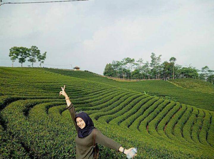 Dok. Instagram/ wisata perkebunan teh Cikuya