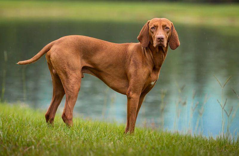 thesprucepets.com