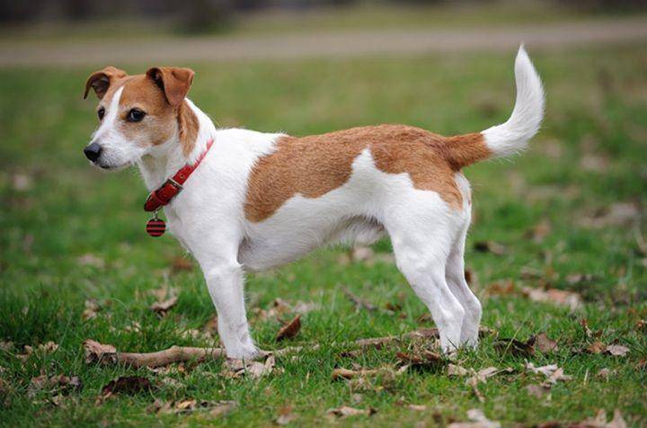 petguide.com