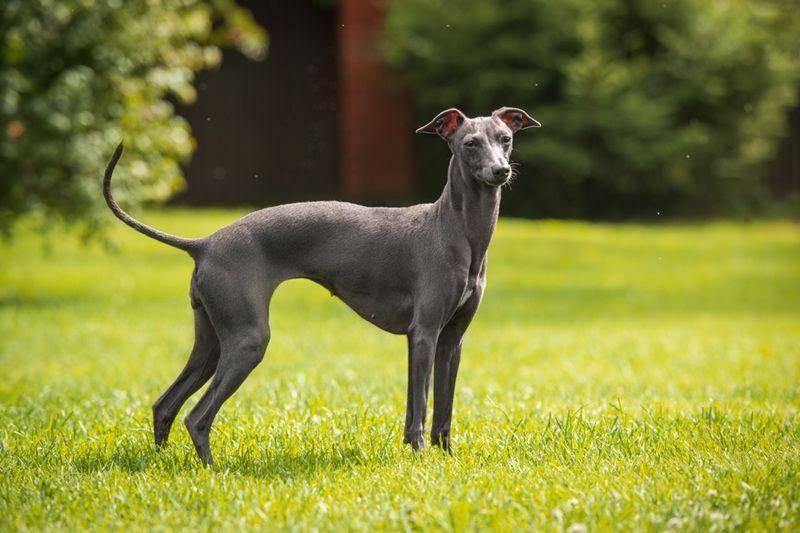 vetcarepethospital.ca